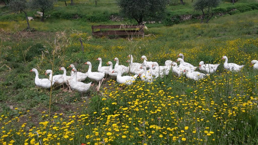 Agriturismo Villa Val D'Olivi Capodacqua  エクステリア 写真